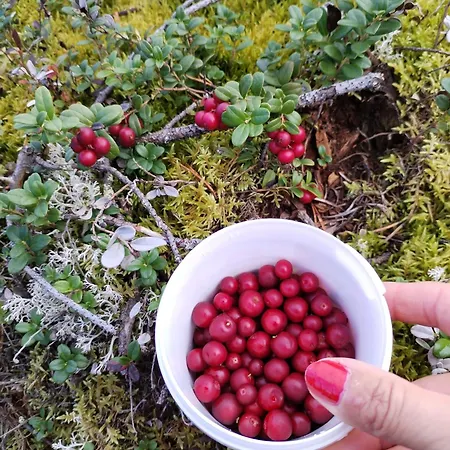 Island Lapland Дом отдыха Кемиярви